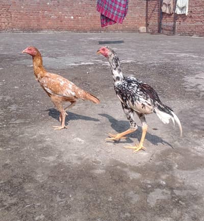 home breed aseel pair for sale