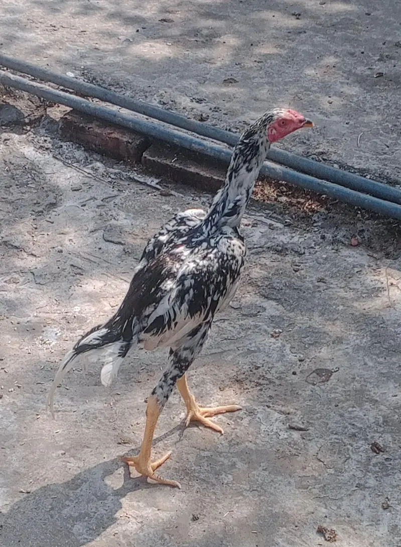 home breed aseel pair for sale — photo 2