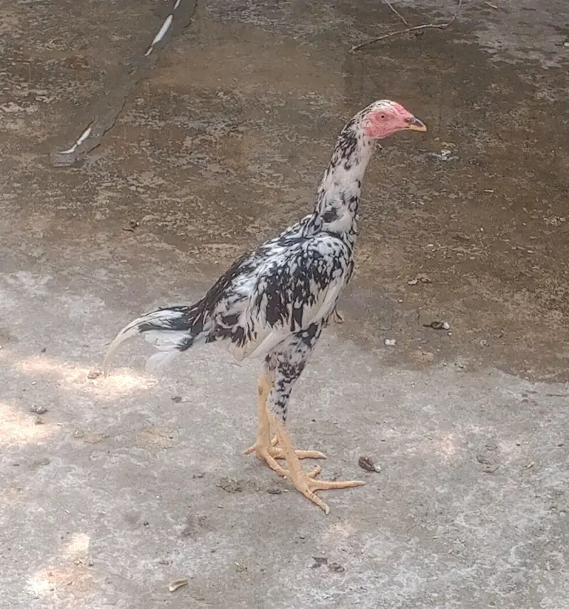 home breed aseel pair for sale — photo 3