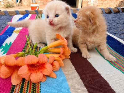 Persian kittens for sale