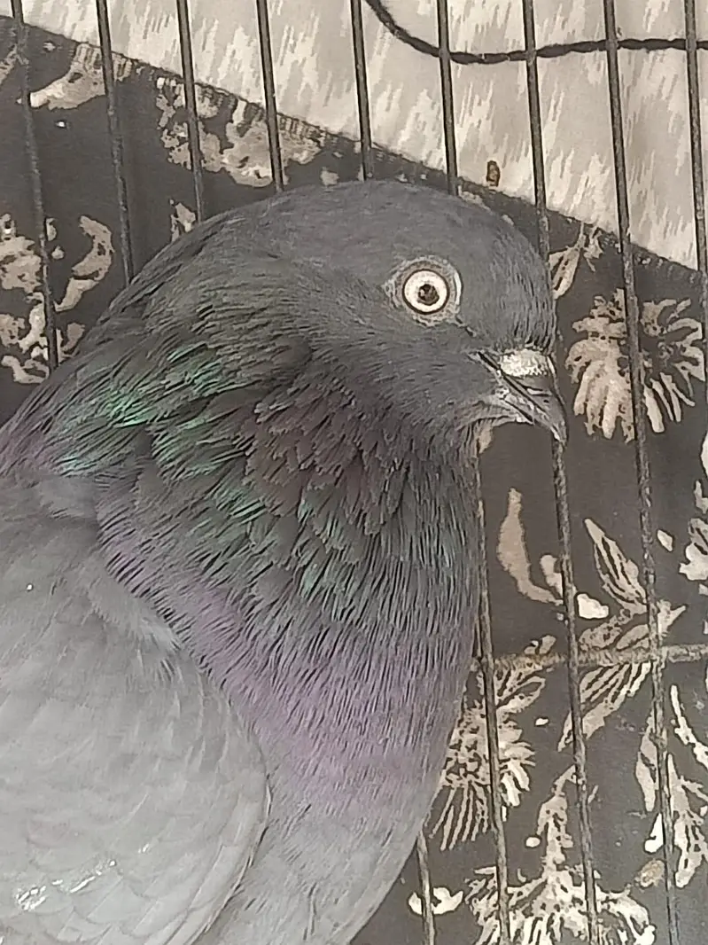 high flyers — photo 11