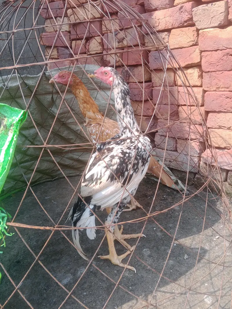 home breed aseel pair for sale — photo 4