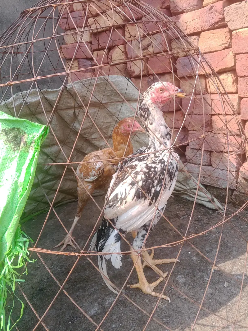 home breed aseel pair for sale — photo 5