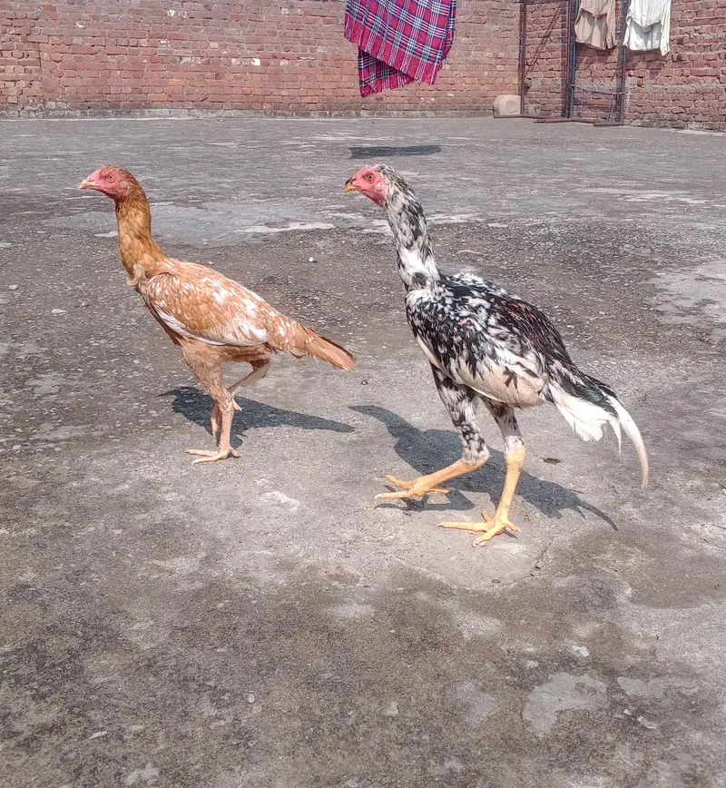 home breed aseel pair for sale — photo 6