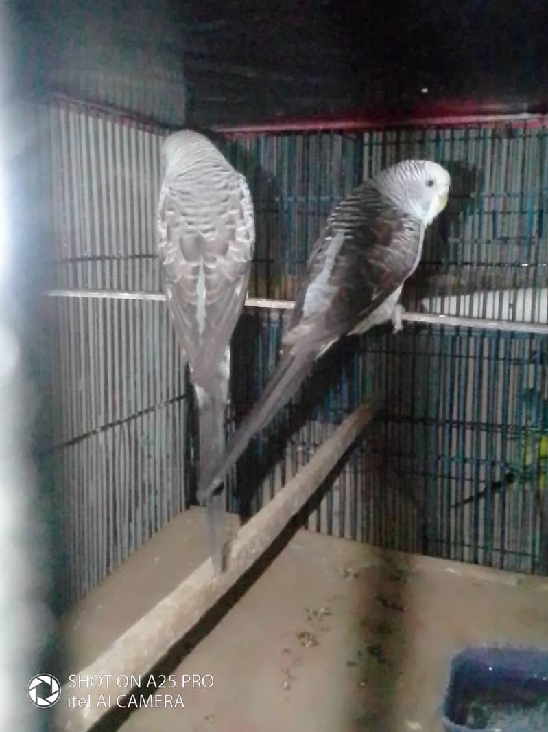 Black Win Pair 1