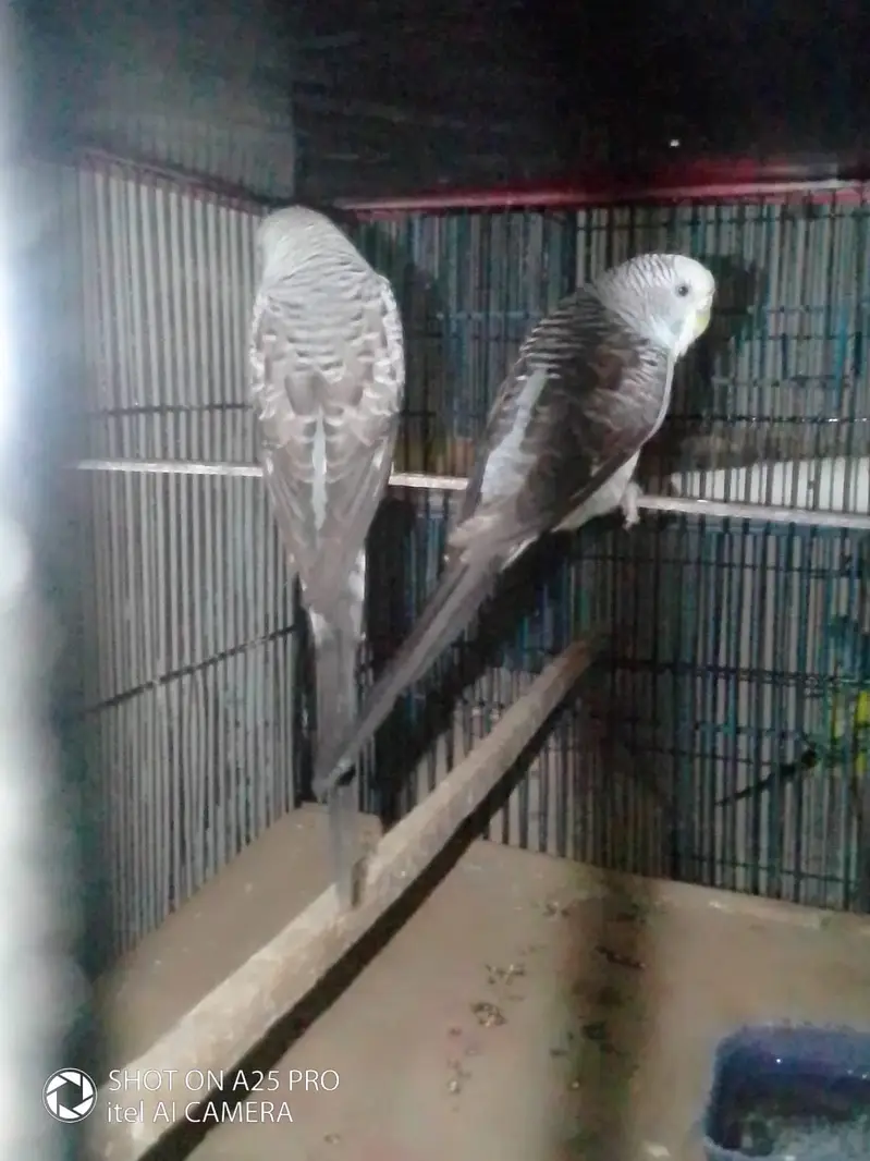 Black Win Pair — photo 2