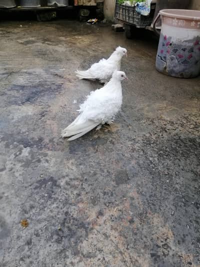 back frill pair breedr for sale