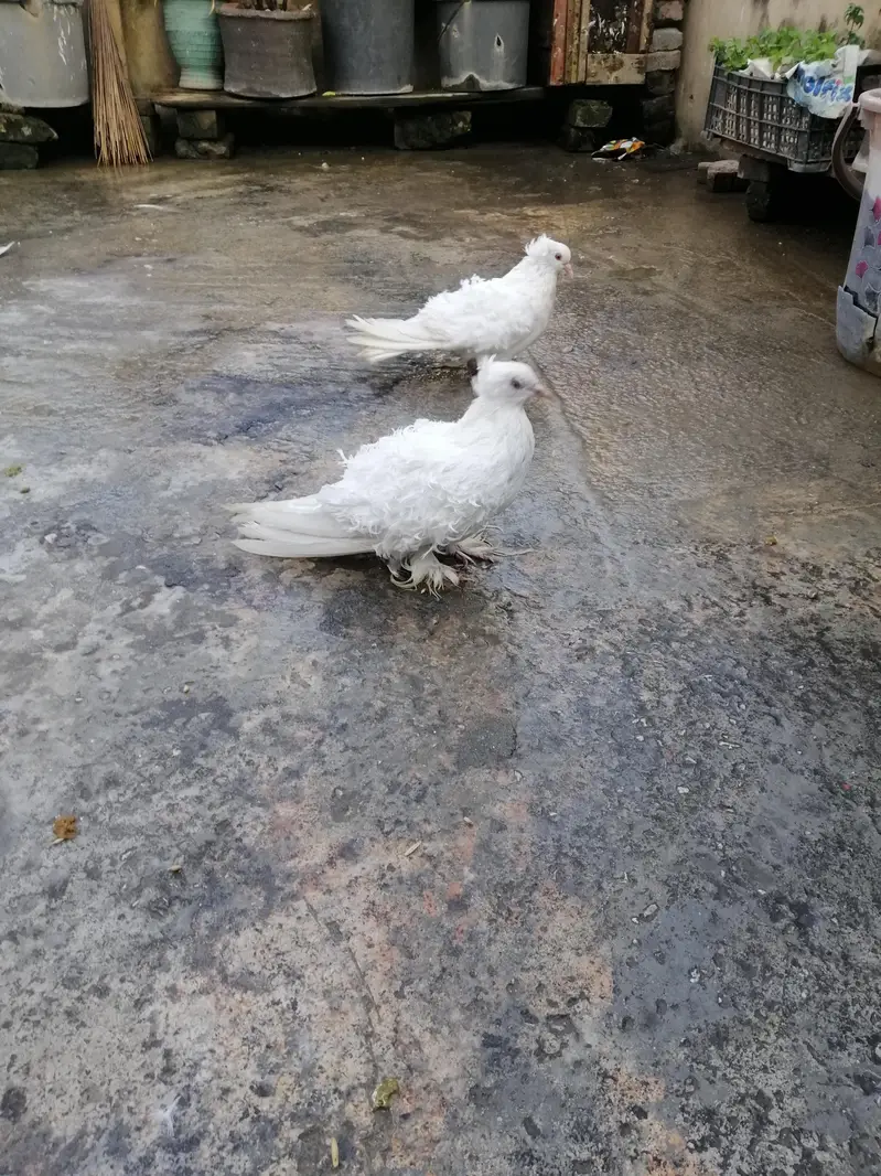 back frill pair breedr for sale — photo 2