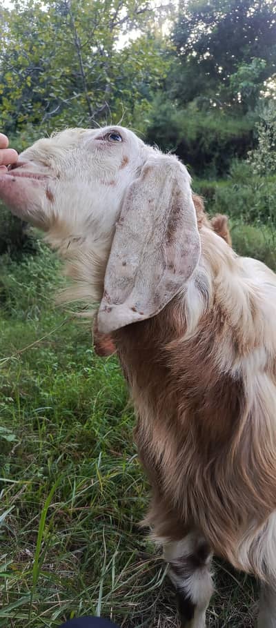 MashaAllah Beautiful Heavy Bakra | 60KG | 1.5 Years | Abbottabad