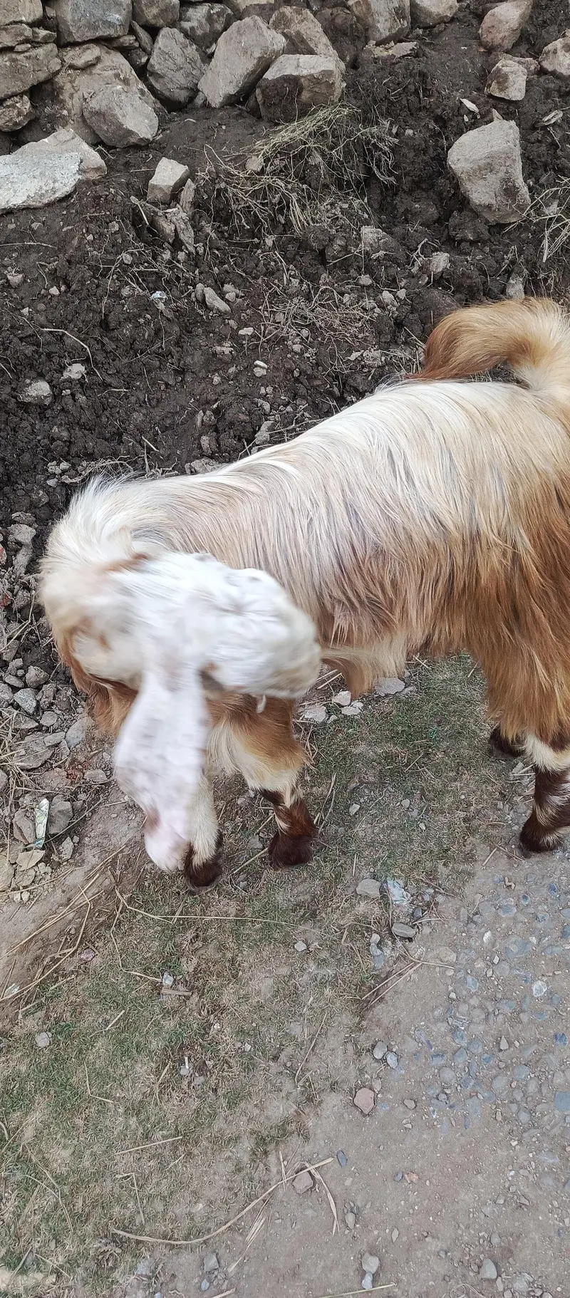 MashaAllah Beautiful Heavy Bakra | 60KG | 1.5 Years | Abbottabad — photo 2