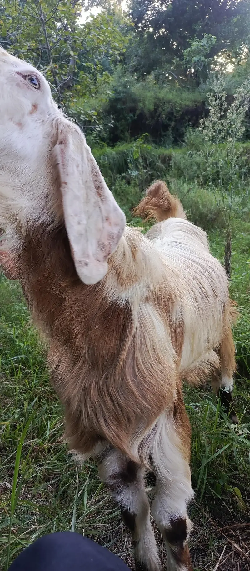 MashaAllah Beautiful Heavy Bakra | 60KG | 1.5 Years | Abbottabad — photo 3
