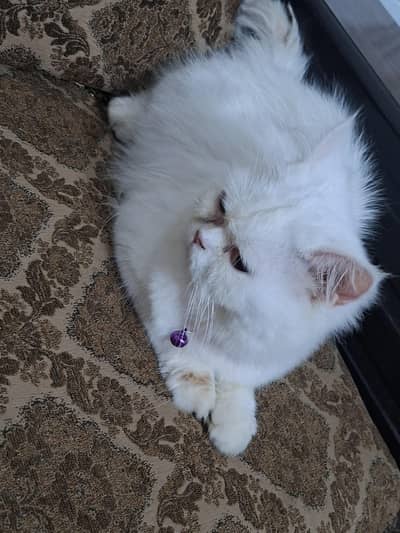 persian punch face