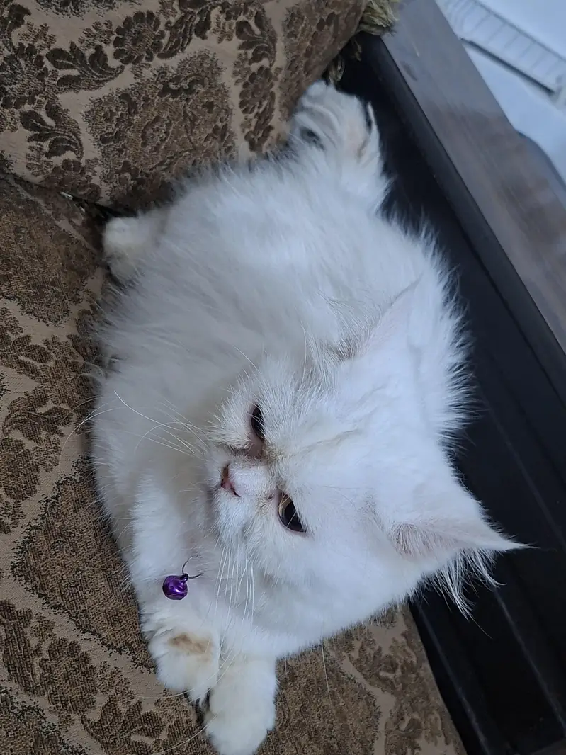 persian punch face — photo 2