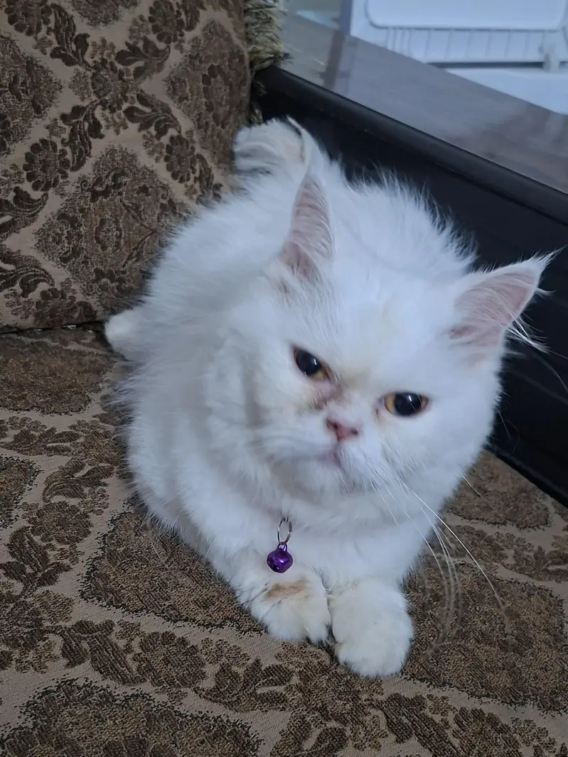 persian punch face — photo 3