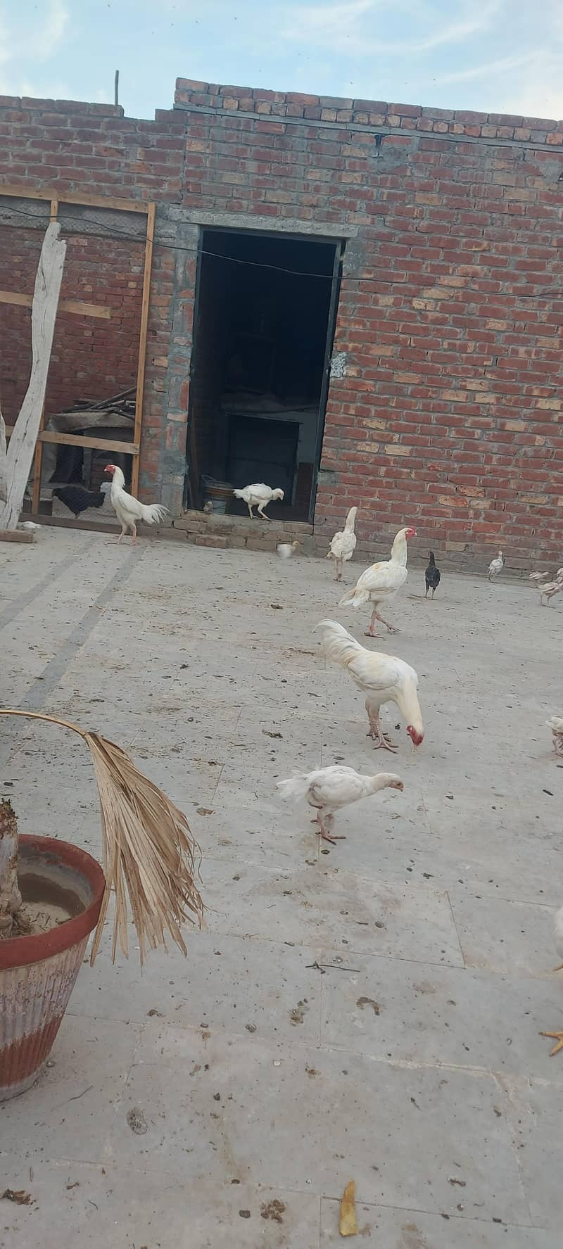 heera 0