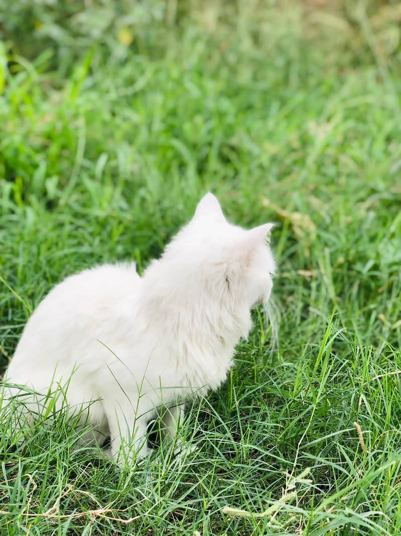 Persian cat 4