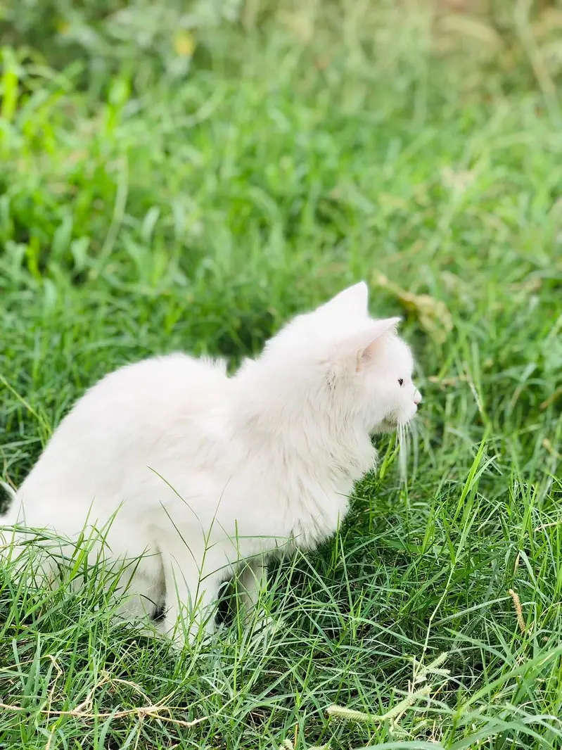 Persian cat — photo 7