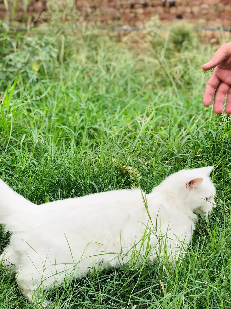 Persian cat — photo 8