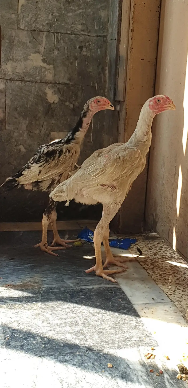 GERMON O SHAMO FOR SELL — photo 3
