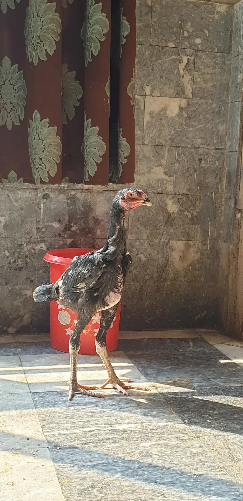 GERMON O SHAMO FOR SELL — photo 4