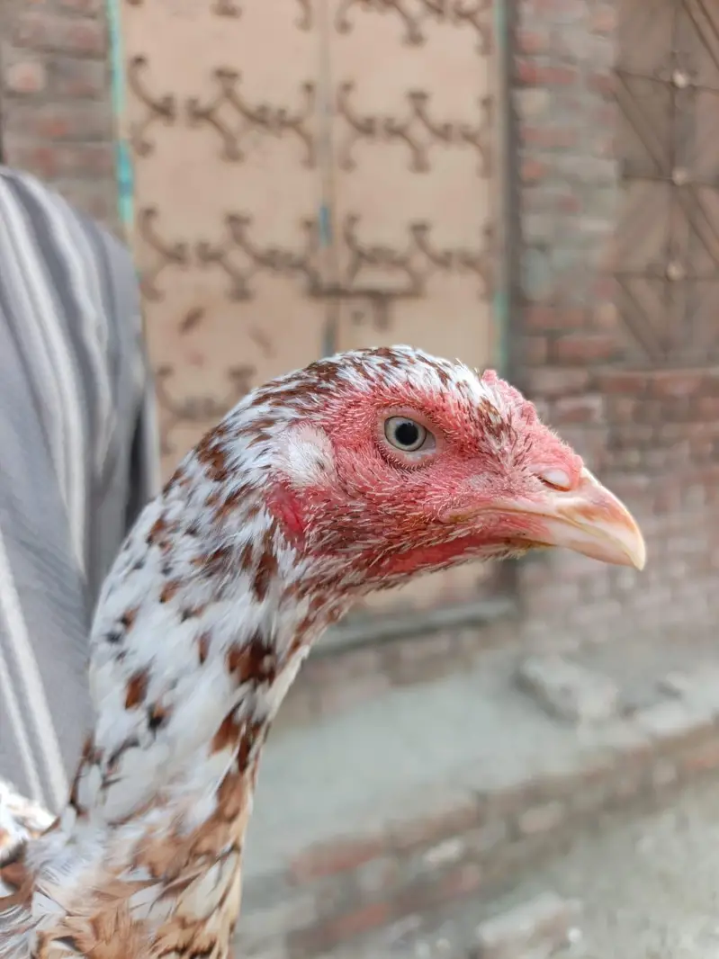 pure Pakistani aseel — photo 2