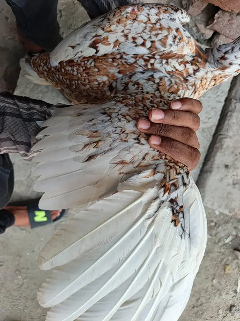 pure Pakistani aseel — photo 3
