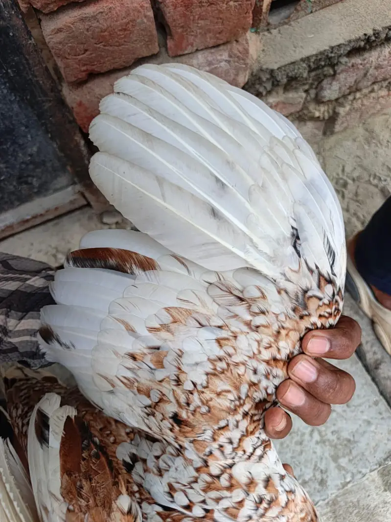 pure Pakistani aseel — photo 4