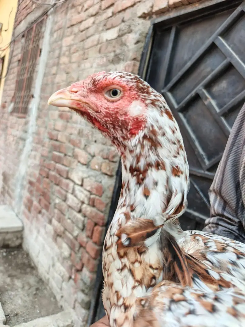 pure Pakistani aseel — photo 5