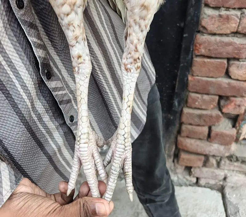 pure Pakistani aseel — photo 7
