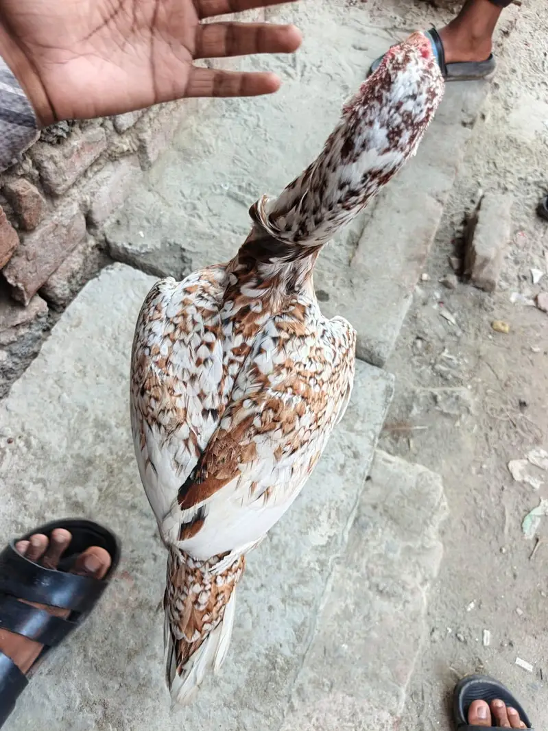 pure Pakistani aseel — photo 8