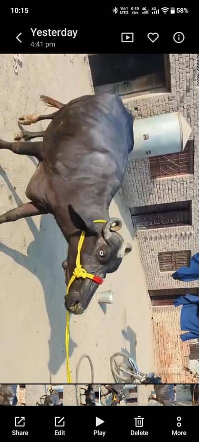 Dusray Waary Ki Bhens with Male Bacchra - 3.5Kg Milk