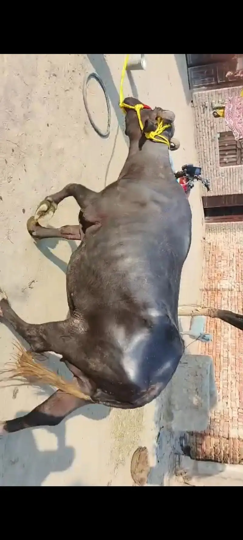 Dusray Waary Ki Bhens with Male Bacchra - 3.5Kg Milk — photo 2