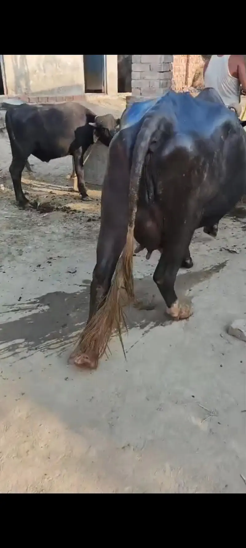 Dusray Waary Ki Bhens with Male Bacchra - 3.5Kg Milk — photo 3