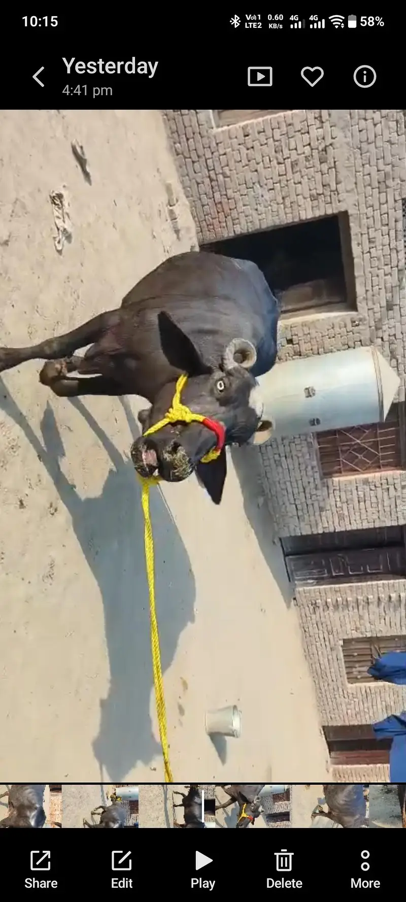 Dusray Waary Ki Bhens with Male Bacchra - 3.5Kg Milk — photo 4