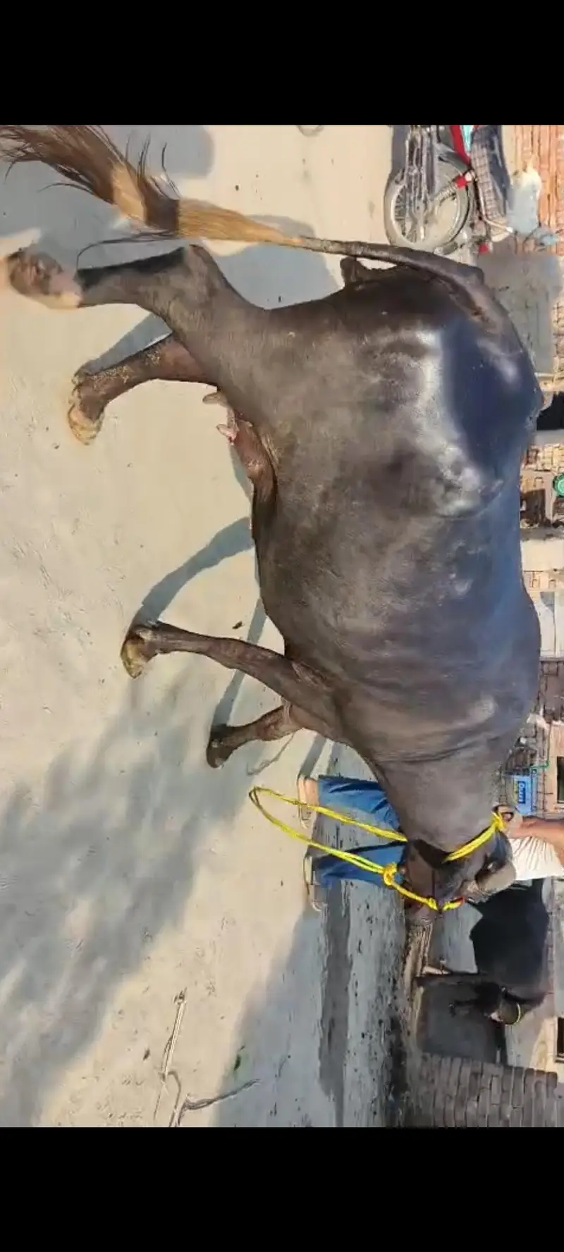 Dusray Waary Ki Bhens with Male Bacchra - 3.5Kg Milk — photo 5