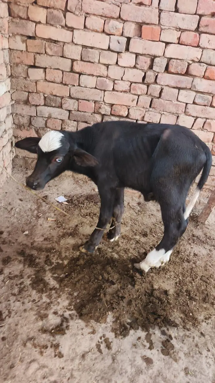Dusray Waary Ki Bhens with Male Bacchra - 3.5Kg Milk — photo 6