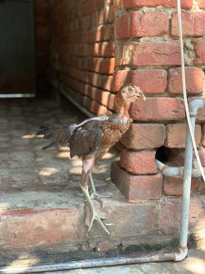Burmi breed