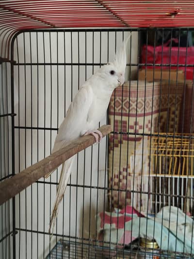 Eno Red eyes male