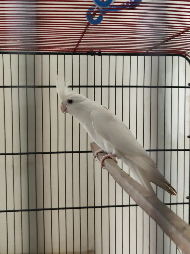 Eno Red eyes male — photo 3