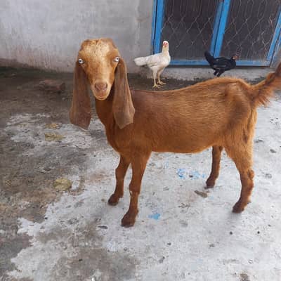 beetal cross path fr sale