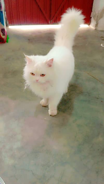 active female cat ha. argent sale.