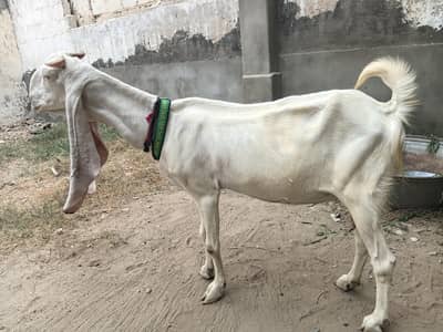 golabi nasal 2 months pregnant