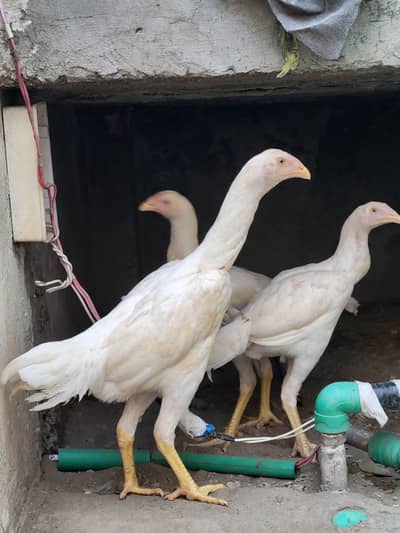 Aseel shamo/white shamo/white shamo chicks/aseel chicks/shamo breeder