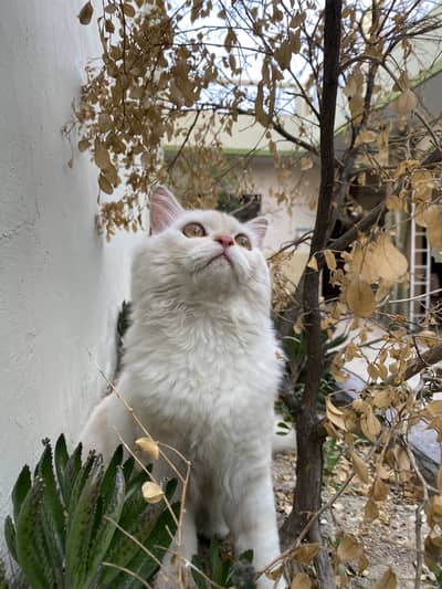 Persion Male kitten