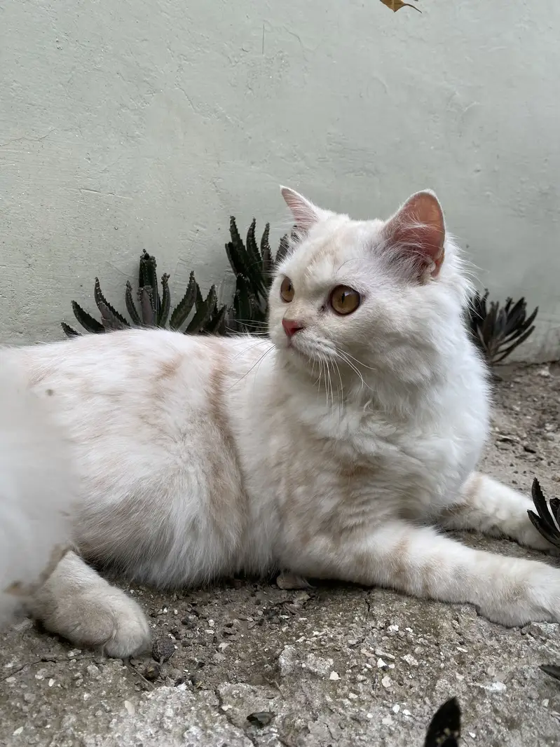 Persion Male kitten — photo 2