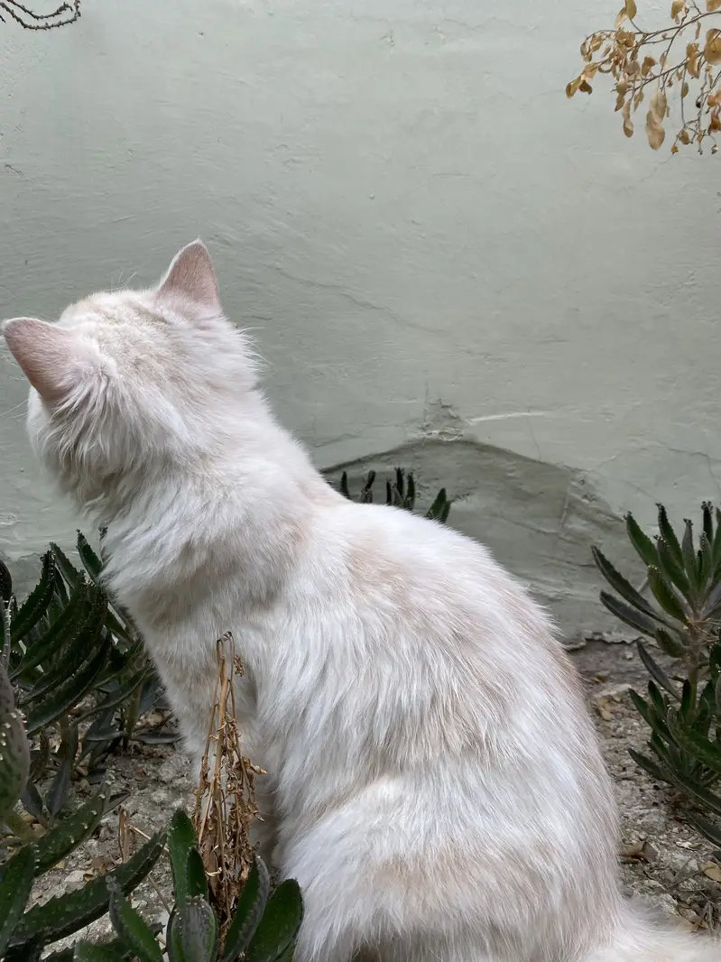 Persion Male kitten — photo 3