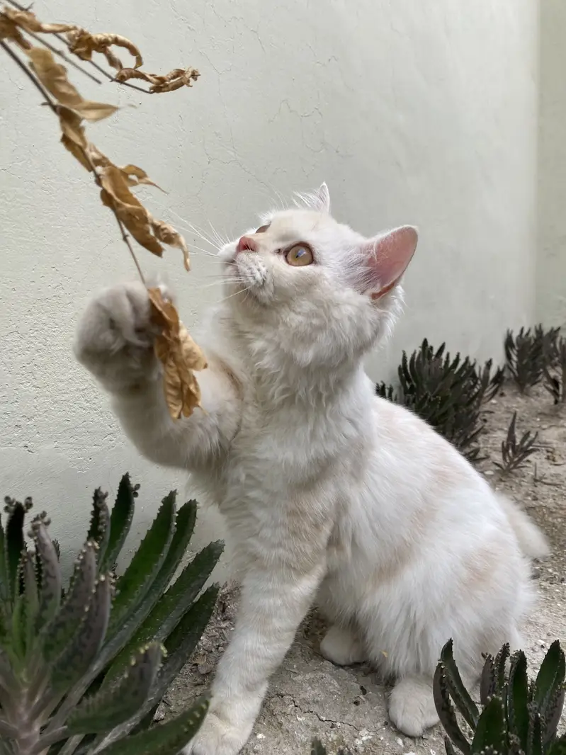 Persion Male kitten — photo 4