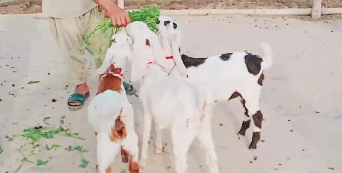 3 Bacchon Ka Sath Desi Bakri For Sale,  03299224671