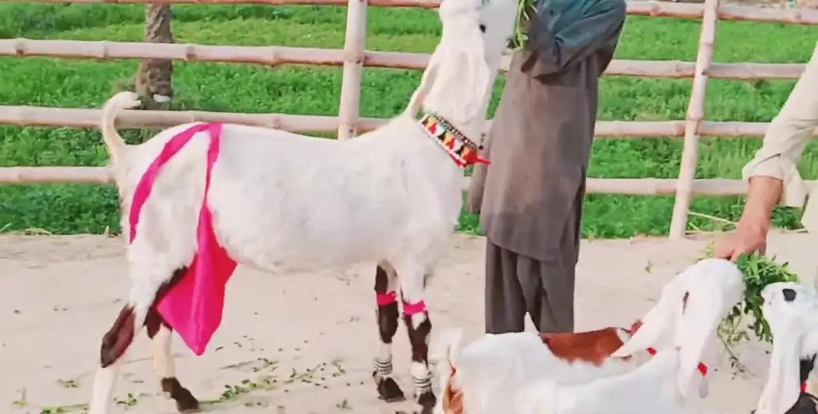 3 Bacchon Ka Sath Desi Bakri For Sale,  03299224671 — photo 4
