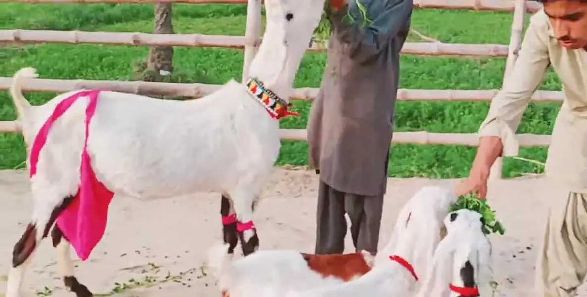 3 Bacchon Ka Sath Desi Bakri For Sale,  03299224671 — photo 5